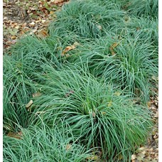 Carex / Viksva BLUE ZINGER